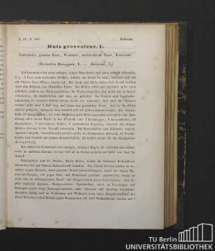 Rutaceae. Ruta graveolens, L. Gartenraute, gemeine Raute, Weinraute, starkriechende Raute, Kreuzraute. (Decandria Monogynia, L. - Rutaceae, J.)