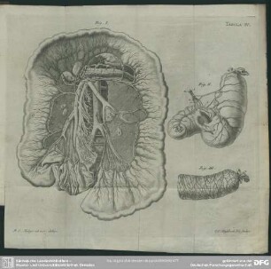 Tabula IV