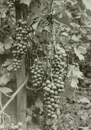 Weinrebe : Weinrebe (Vitis vinifera L.)