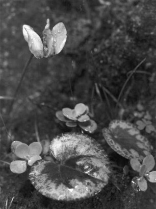 Europäisches Alpenveilchen (Cyclamen purpurascens), auch Wildes Alpenveilchen, Gattung der Alpenveilchen (Cyclamen), weitere Namen sind Zyklame, Erdscheibe oder Erdbrot