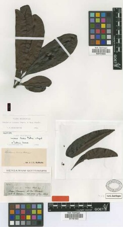Leioluma lucens (Mart. & Miq.) Baill.