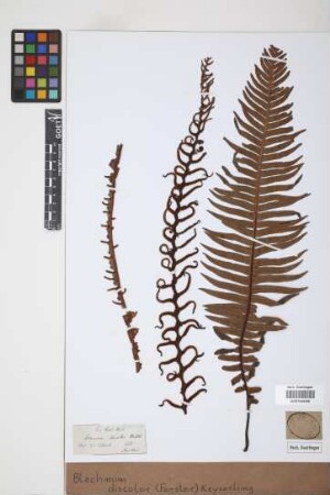 Blechnum discolor (Forst.) Keyserl., 1873
