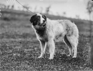 Mudi : Mudi (Haushund, Canis lupus familiaris Linnaeus), ein ungarischer Schäferhund.