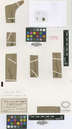 Allium bonariense Griseb. [type]