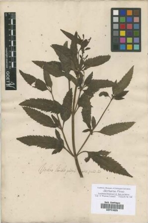 Verbena