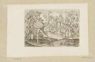 Strauss und Kronenkranich, Blatt 21 der Folge "Vögel"