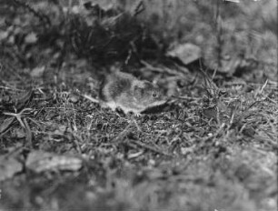 Rötelmaus : Rötelmaus (Myodes glareolus Schreber).