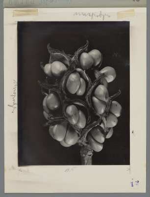 Magnolie, Sammelfrucht (Magnolia virginiana)