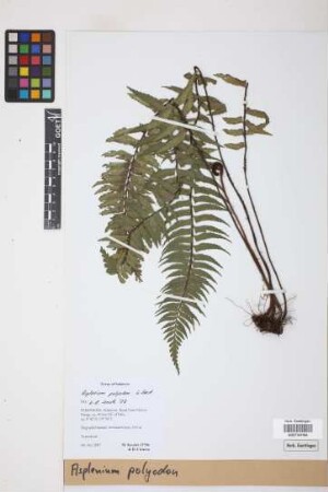 Asplenium polyodon
