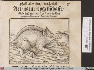 [Wildschwein]