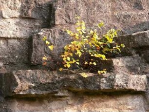 Pflanze an der Stadtmauer