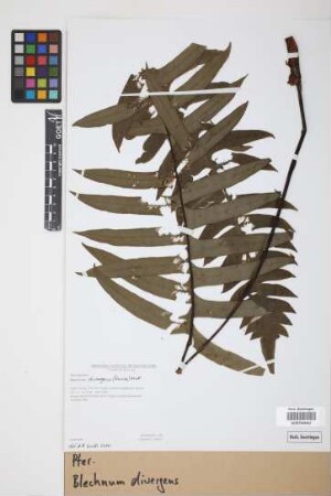 Blechnum divergens (Kunze) Mett.
