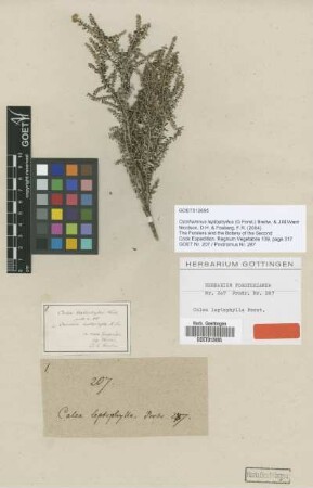 Calea leptophylla G.Forst. [type]