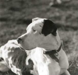Deutsche Dogge