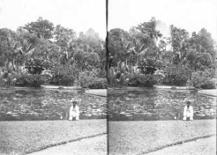 Buitenzorg (Bogor), Java/Indonesien. Botanischer Garten (1817; K. G. K. Reinwardt). Einheimischer am Lotusteich gegen Parkpartie mit Palmen. Stereoaufnahme