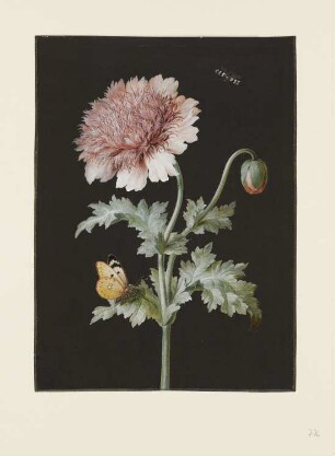 Gefüllter Mohn