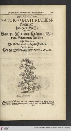 Deß zweyten Buchs zweyte Abtheilung von allerley Wurzeln