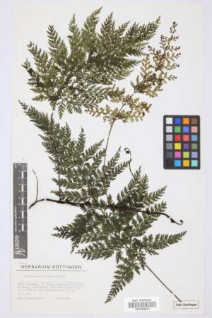 Trichomanes speciosum Willd.