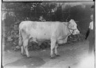 Landwirtschaftskammer Sigmaringen 1934 - Tieraufnahmen Kuh