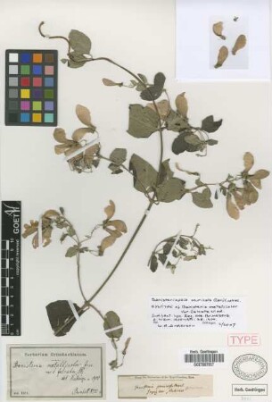 Banisteria metallicolor A.Juss. var. falcata Nied.[syntype]