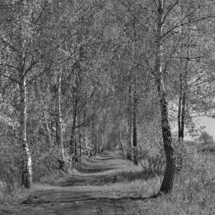 Landweg von Lübbenau nach Leipe. : Wjesny puć z Lubnjowa do Lipjego.