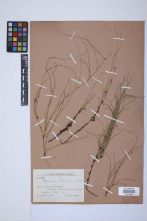 Equisetum bogotense Kunth