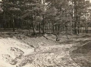 Sandgrube bei Wittichenau : Oberlausitz. Sandgrube bei Wittichenau. Stelzwurzeln der Kiefern im Dünensand