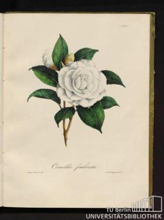 No. 35. Camellia fimbriata