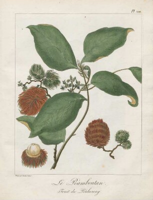 La Ramboutan. Fruit du Poulasang