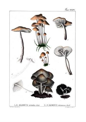 Tav. XXIV. 1-6. Agaricus oreades Bolt. 7-9. Agaricus micaceus Bull.