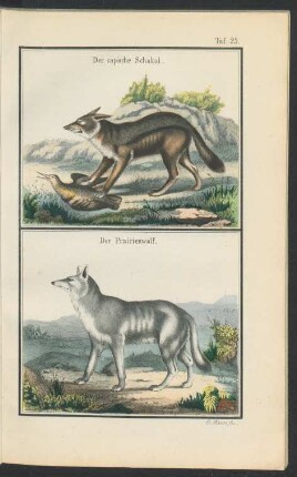 Tafel 25.: Der cap'sche Schakal. Der Prairienwolf.