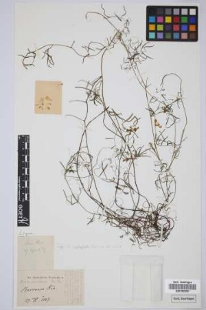 Vicia cirrhosa Webb & Berthel.