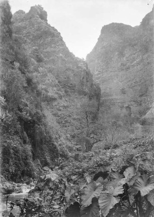 Barranco del Infierno : Staudenvegetation im Barranco del Infierno. Am linken unteren Bildrand ein Gewässer