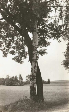 Osterzgebirge bei Oelsen. Hängebirke (Betula pendula) und Traubeneiche (Quercus petraea), verschlungen wachsend