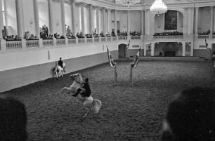 Wien: Spanische Reitschule, Training in der Reithalle