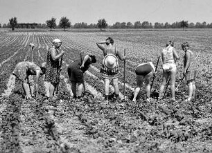 Rüben hacken : Erntearbeiterinnen die in der Sonne auf einem Feld Rüben hacken