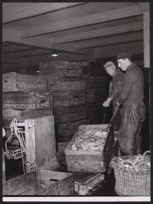 Wiegen der mit Fisch gefüllten Kisten des Fischmarktes Hamburg-Altona