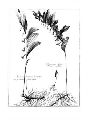 Sigilium Salomonis Flore Pleno