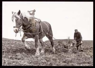 Pflügen mit Pferd