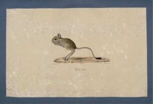 Gerbo femelle. [bis] Gerf de Timar.