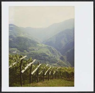 Weinberg am Patscheider Hof bei Ritten in Südtirol
