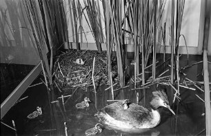 Zoologische Abteilung der Landessammlungen für Naturkunde.