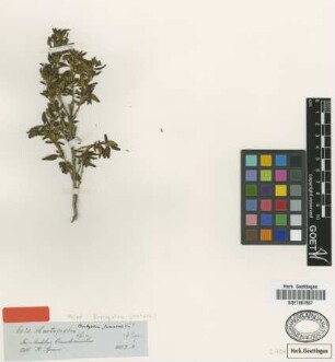 Brachyotum jamesonii Triana [isotype]