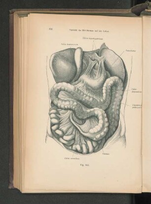 Fig. 342. Varietät des Dickdarms und der Leber.
