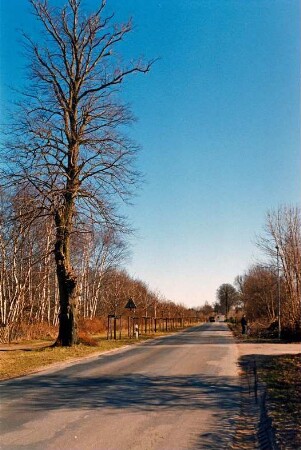 Allee: Beginn von Kastanienallee, Nachpflanzungen: rechts Einmündung von Weg: 13. März 2003