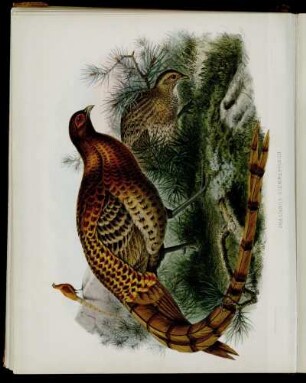 [Plate XII.] Phasianus Sœmmerringii