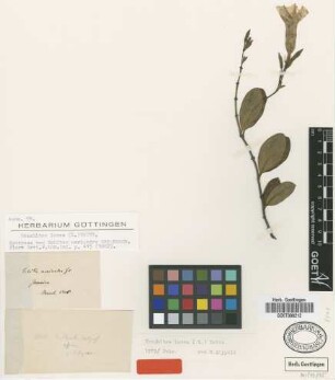 Echites neriandra Griseb. [syntype]