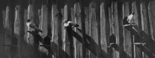 Archivfotografie "motive_tiere_haus_tauben_p662"