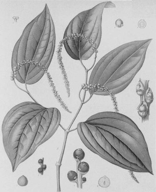 Schwarzer Pfeffer (Piper nigrum), farbig : Geographie | Wirtschaftsgeographie | Zucker-, Gewürz- und Getränke liefernde Pflanzen | Gewürzplanzen (Muskatnuß, Zimt, Vanille)