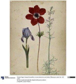 Zwerg-Schwertlilie, Kronen-Anemone und Garten-Rittersporn